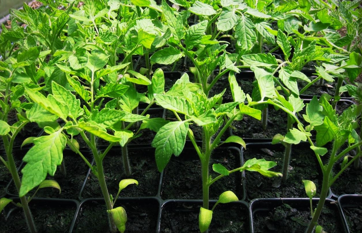 Organic Tomato Seedlings Saco River Farms   MOFGA Organic Tomato Seedlings 