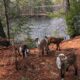 Ultimate Goat Kid Walk