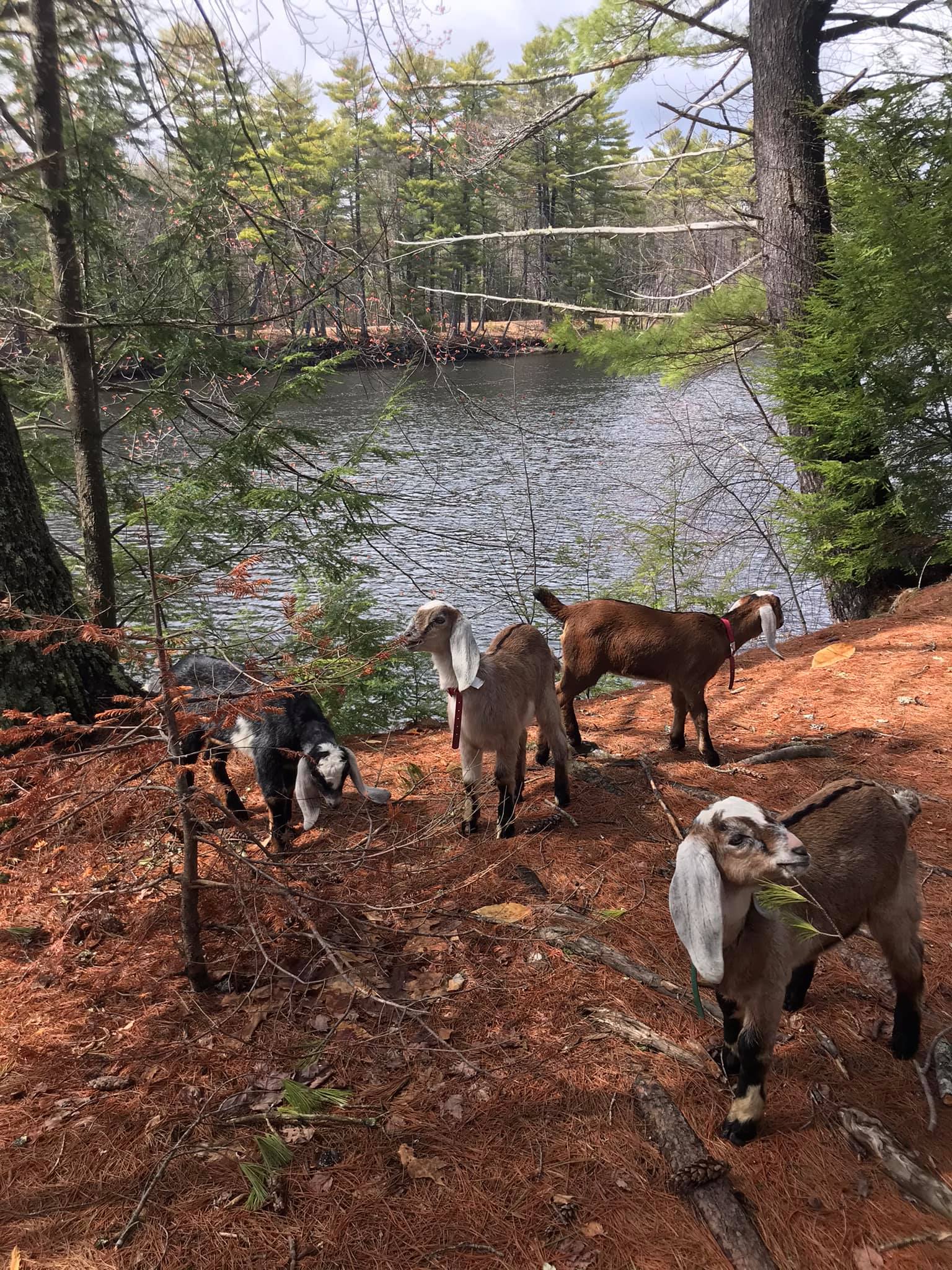 Ultimate Goat Kid Walk – Saco River Farms 