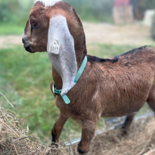 2sr s017 Nubian goat kid buck