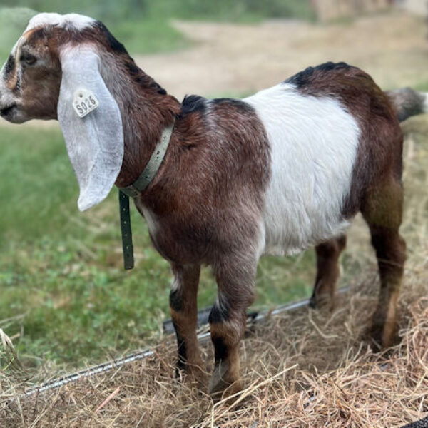 2sr s026 Nubian goat kid buck