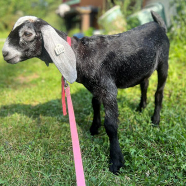 2SR/S034 Nubian Goat yearling Doe