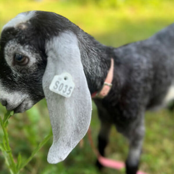 2SR/S035 Nubian Goat Kid Doe