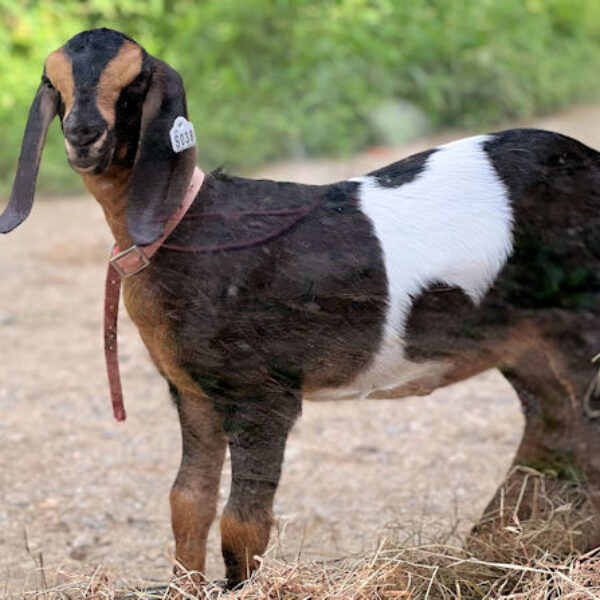 2SR/S038 Nubian Goat Kid Doe