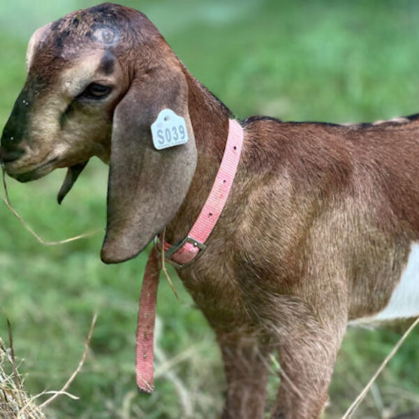 2SR/S039 Nubian Goat Kid Doe