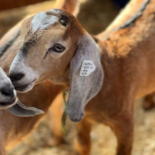 2sr s040 Nubian goat kid buck (stud quality)