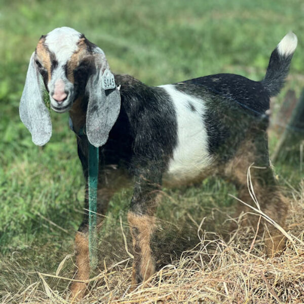 2sr s045 Nubian goat kid buck