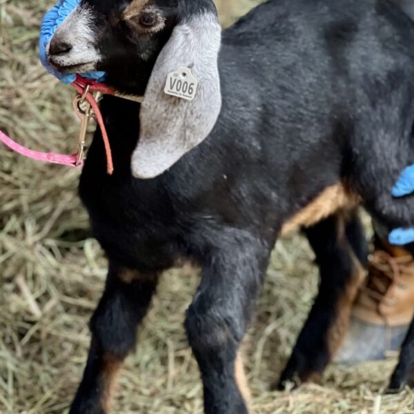 2SR / V006 Nubian Doeling – Premium Herd Builder