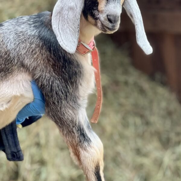 2SR / V015 Nubian Doeling – Homestead / Pet