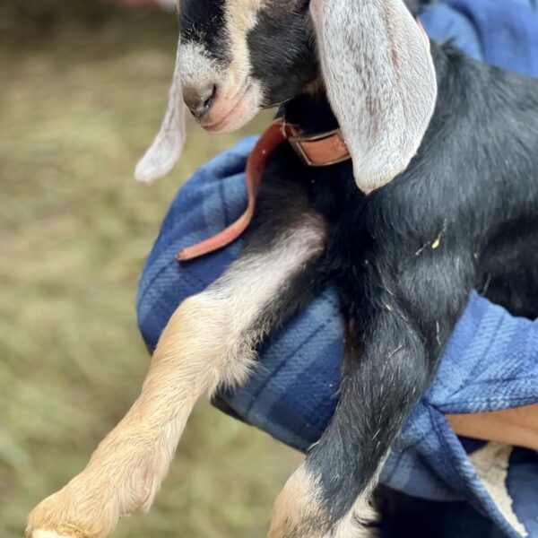 2SR / V017 Nubian Doeling – Premium Herd Builder