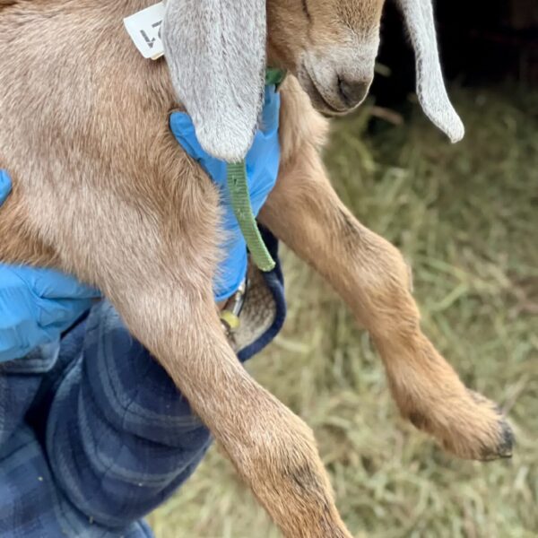 2SR / V021 Nubian Buckling – Homestead / Pet