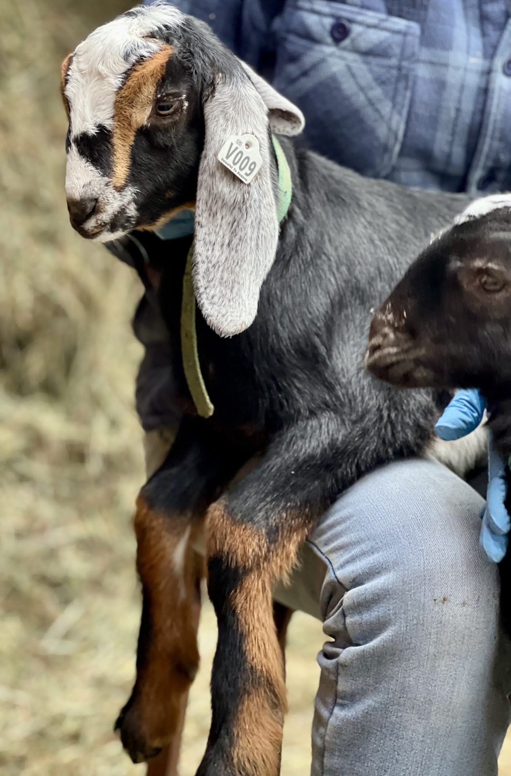 2SR / V009 Nubian Buckling – Homestead / Pet - Saco River Farms