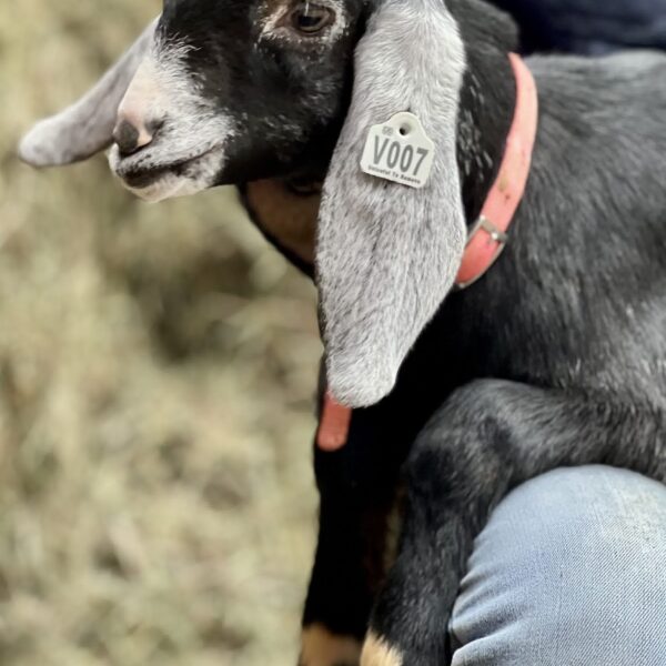 2SR / V007 Nubian Doeling – Premium Herd Builder