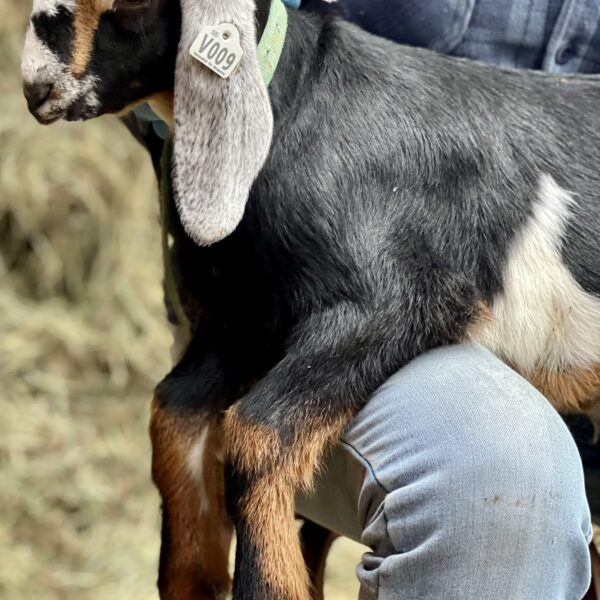 2SR / V009 Nubian Buckling – Homestead / Pet