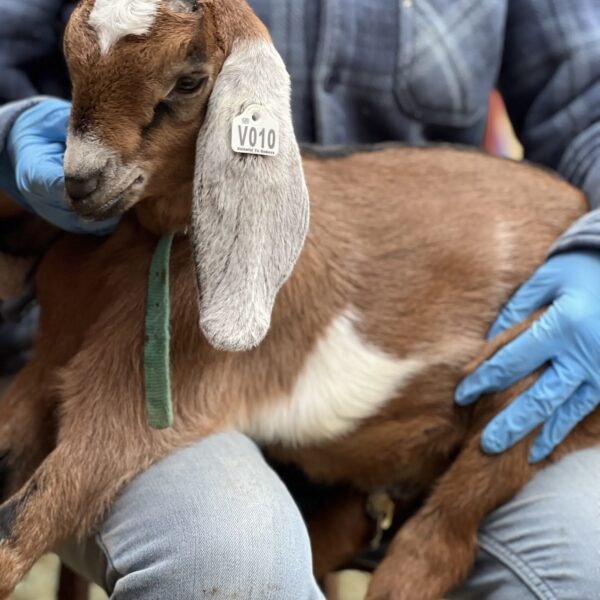 2SR / V010 Nubian Buckling – Homestead / Pet