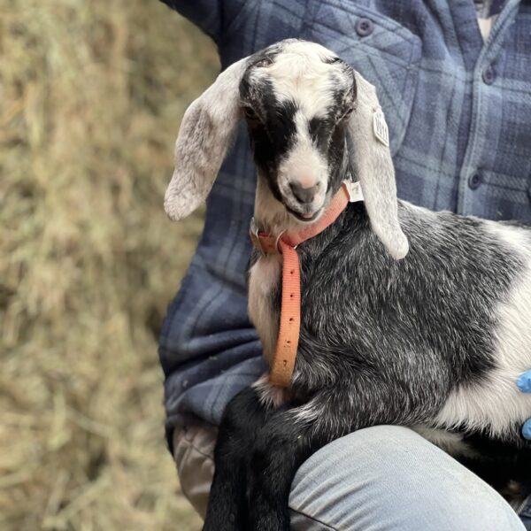 2SR / V011 Nubian Doeling – Breeding Quality