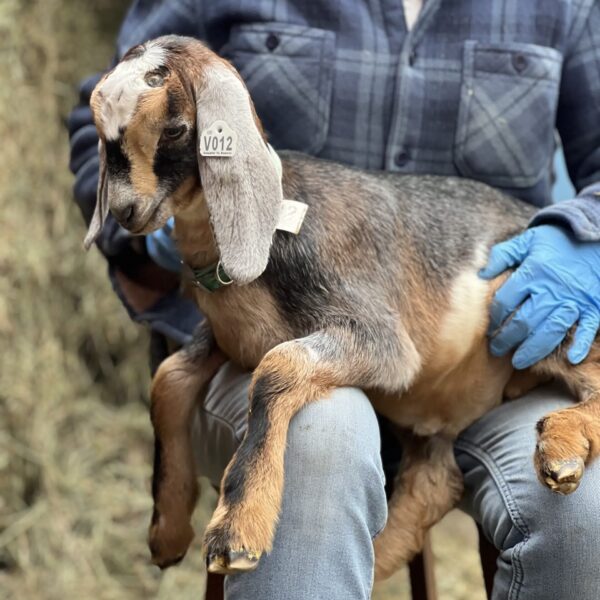 2SR / V012 Nubian Buckling – Homestead / Pet