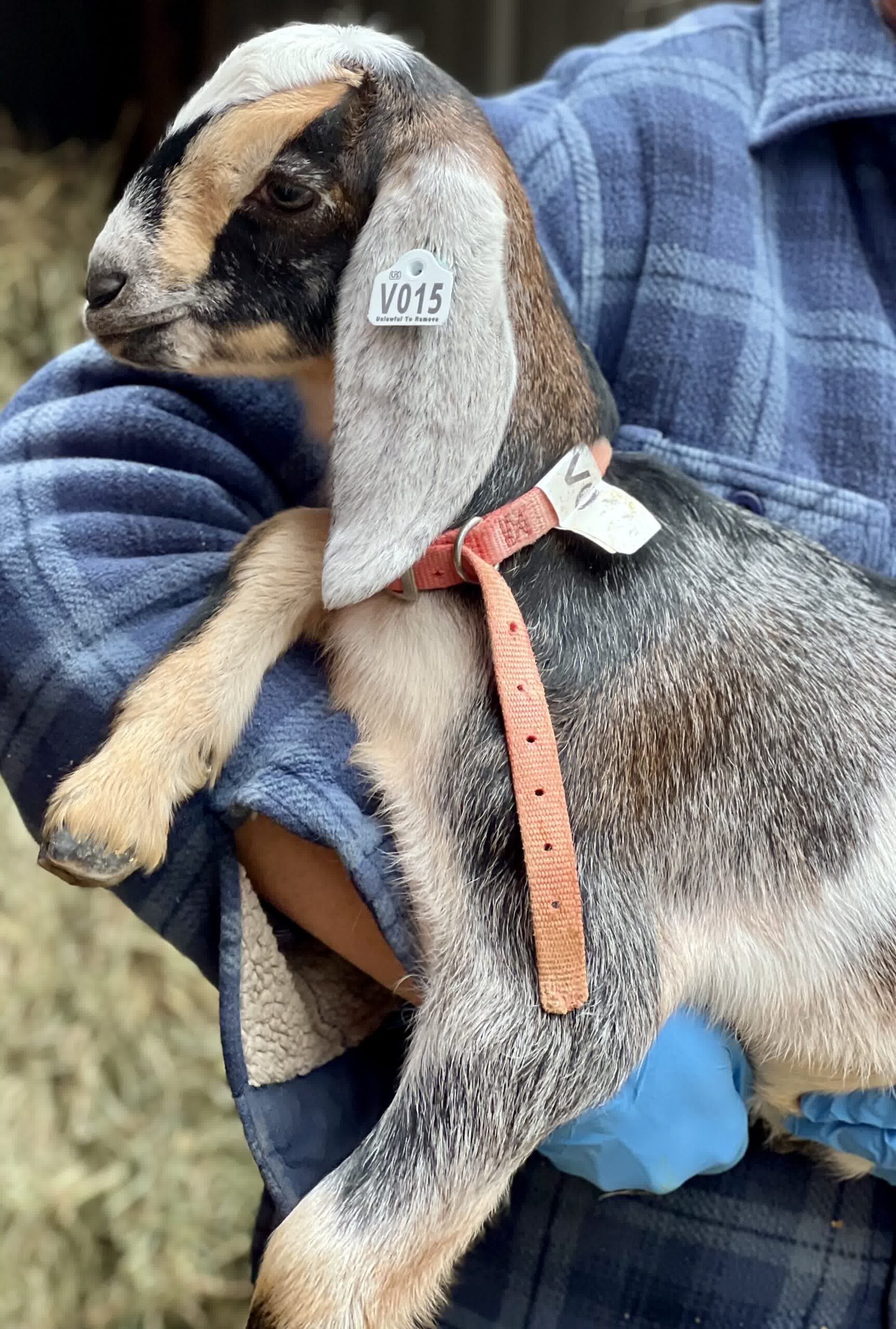 2SR / V015 Nubian Doeling – Homestead / Pet - Saco River Farms