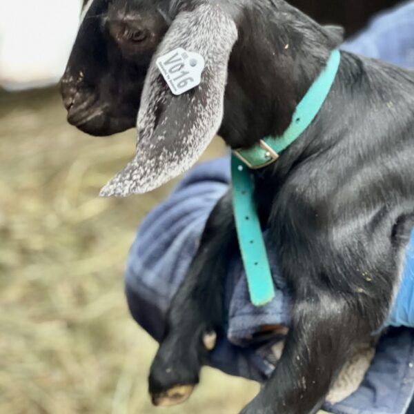 2SR / V016 Nubian Buckling – Premium Herd Builder