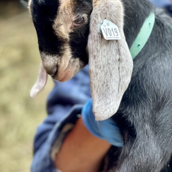 2SR / V019 Nubian Buck – Premium Herd Sire Prospect