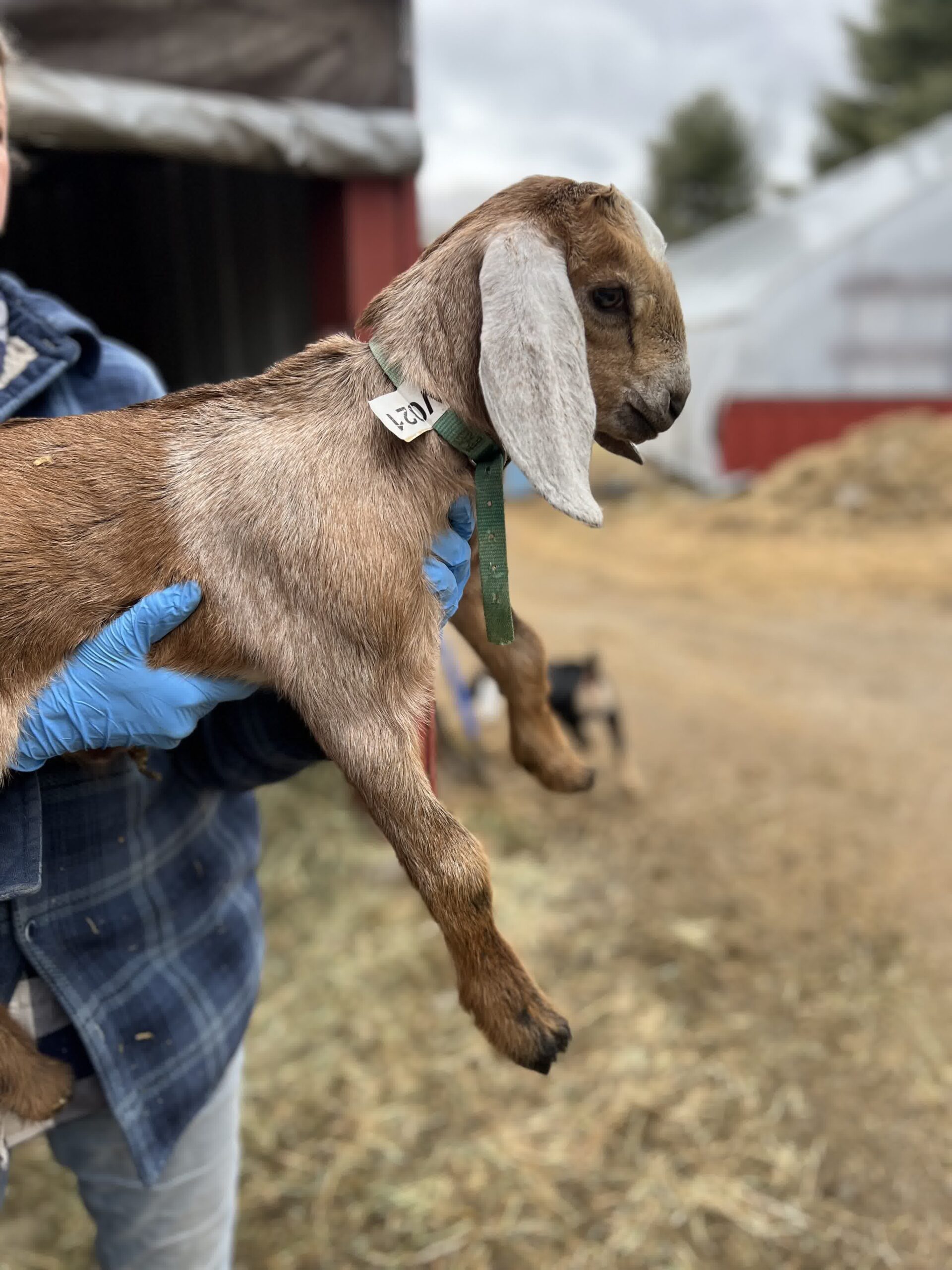 2SR / V021 Nubian Buckling – Homestead / Pet - Saco River Farms