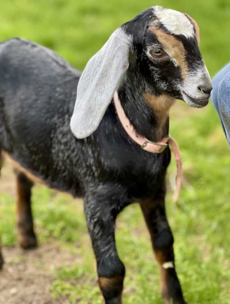 V025 Nubian Doeling for Sale in Maine | Saco River Farms - Saco