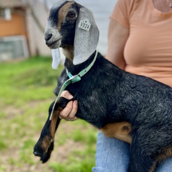 V024 Nubian Buckling – Homestead, Brush & Companion