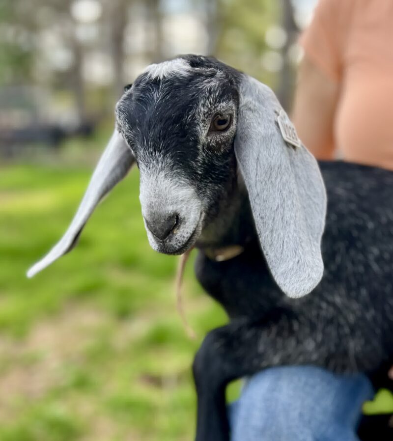 Birth Of  Child (Nubian オンライン購入 V026 Nubian Doeling for Sale in Maine | Saco River Farms - Saco