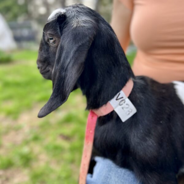V028 Nubian Doeling – Homestead & Family Milk Prospect