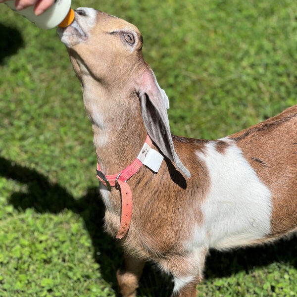 V033 Nubian Doeling — HOMESTEAD / PET