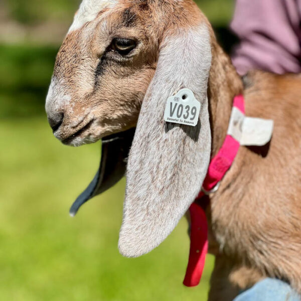V039 Nubian Doeling — HOMESTEAD / PET