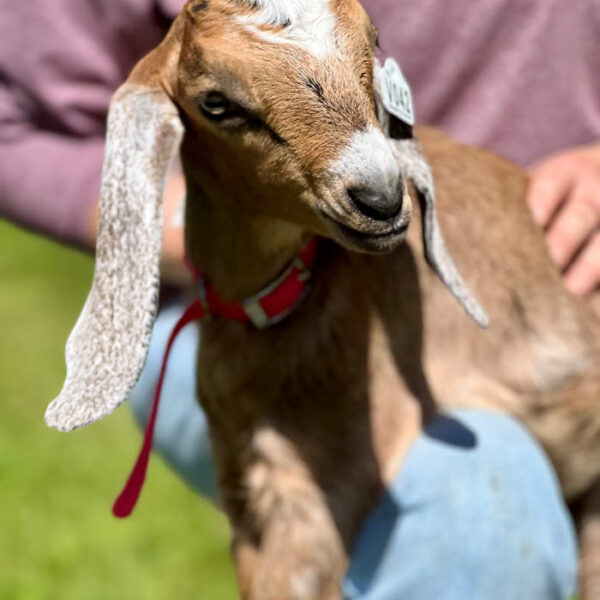 V042 Nubian Doeling – Homestead & Family Milk Prospect