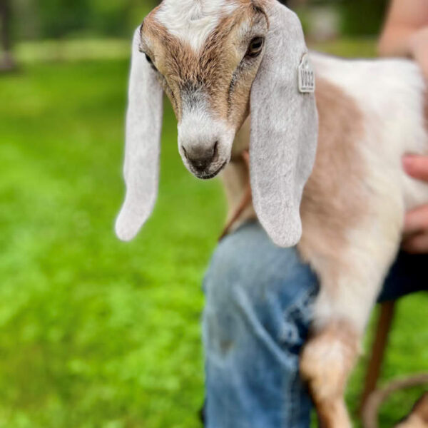 V032 Nubian Doeling — HOMESTEAD / PET