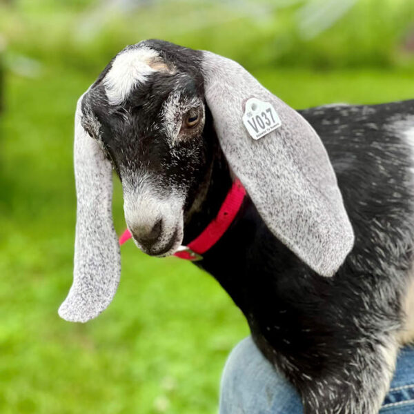 V037 Nubian Doeling – Premium Herd Builder